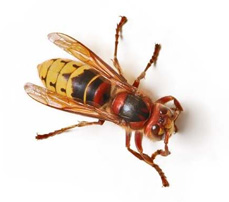 European-Hornet