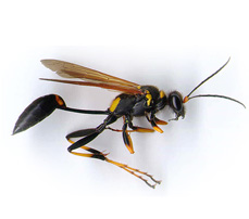 Open-Pipe-Mud-Daubers