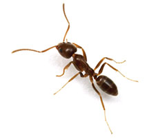 argentine-ants