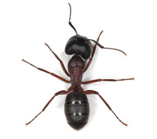 carpenter-ants