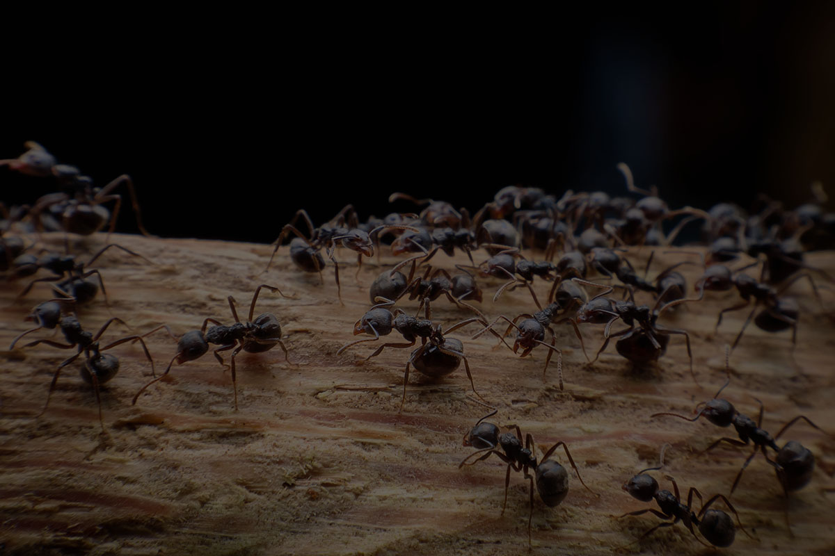 Ant Control Services n Centurion. The Specialist – Pest Control.