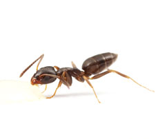 odorous-house-ants