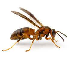paper_wasp_a-z