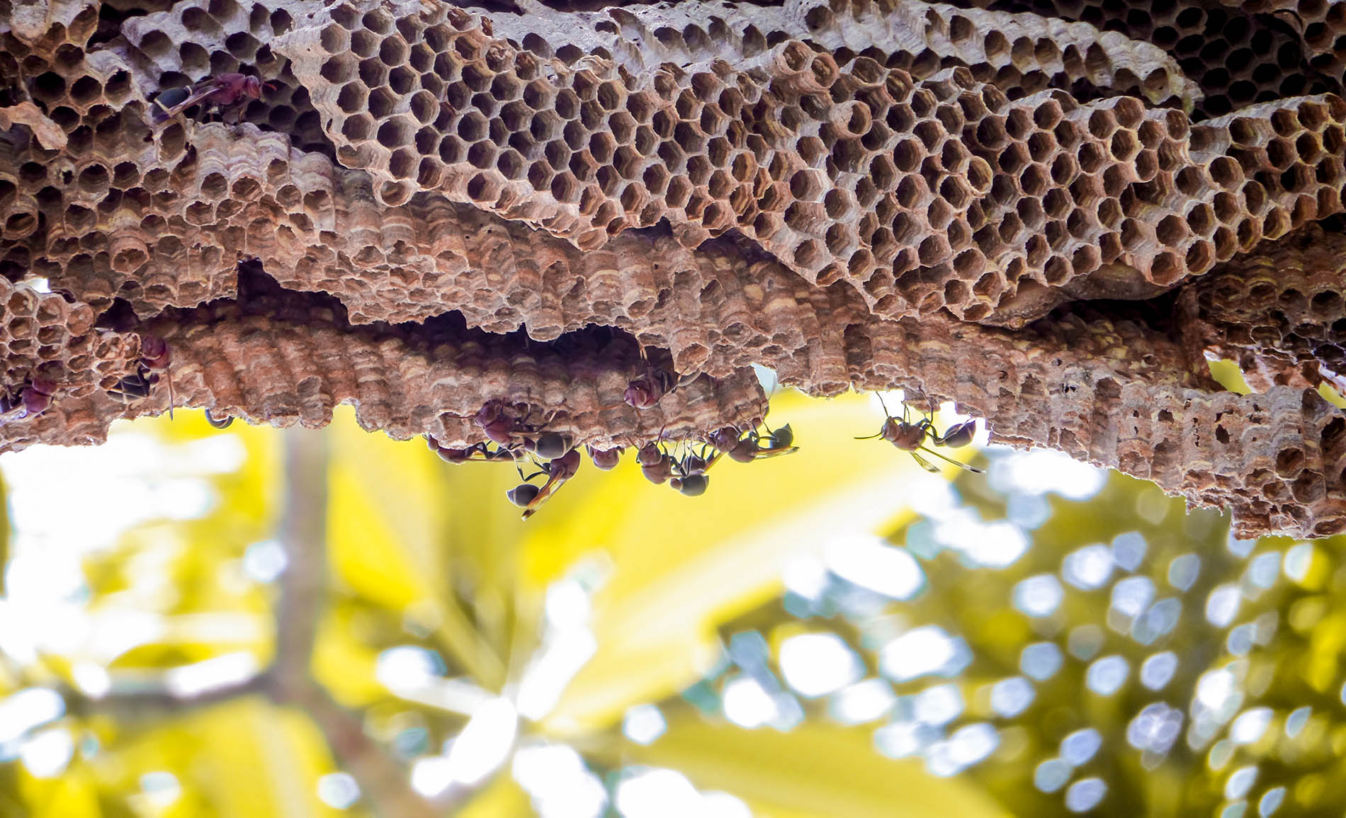 Wasp Control Services in Centurion. The Specialists Pest Control.